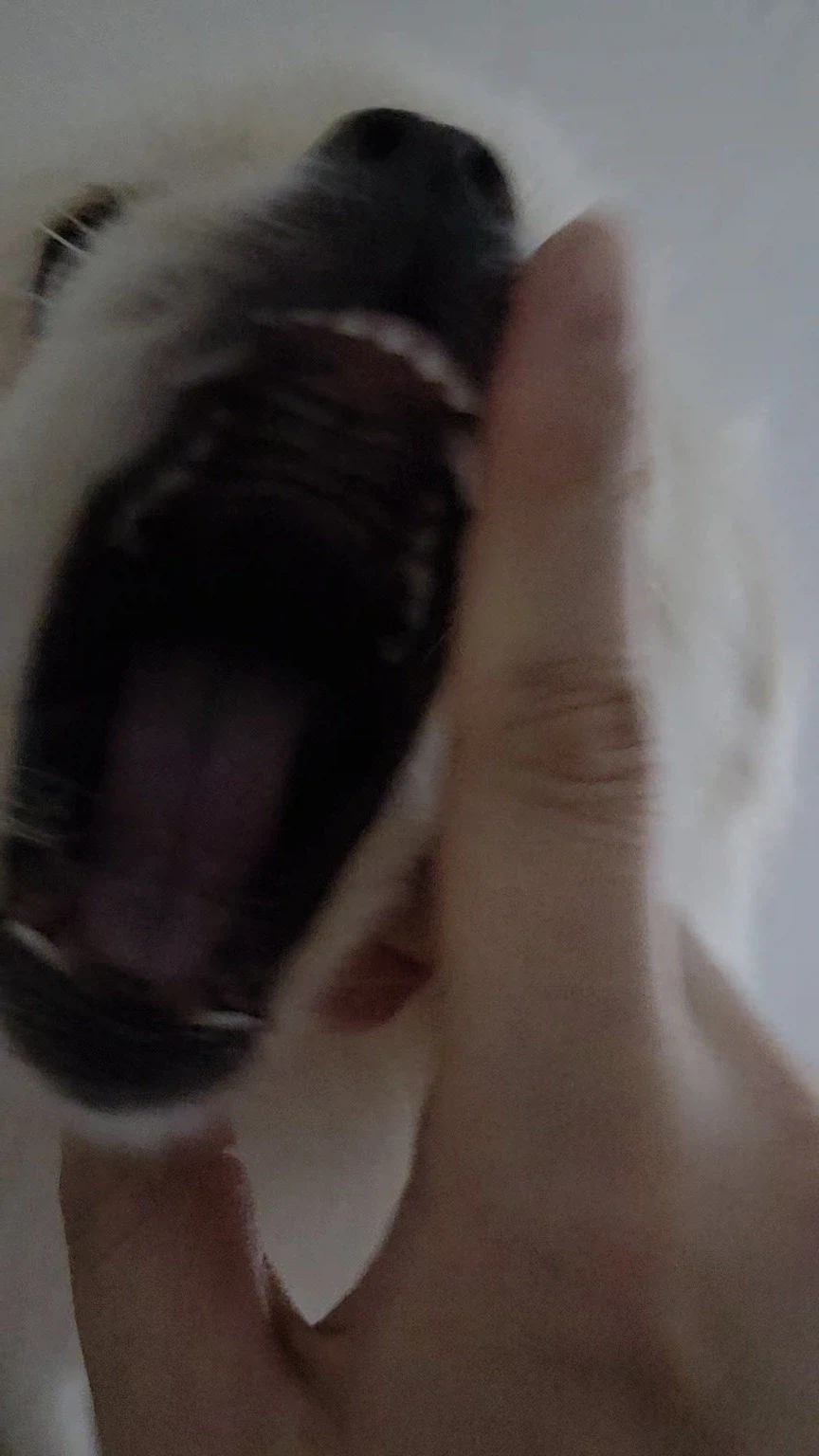 댕댕이뭐하냐니까 누나가 보내준사진_2.webp