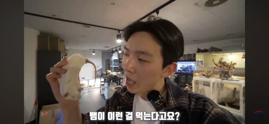 파충류 먹이용 쥐관련 놀라는 부분_9.webp
