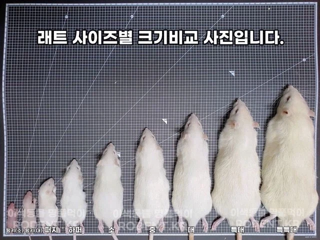 파충류 먹이용 쥐관련 놀라는 부분_15.webp