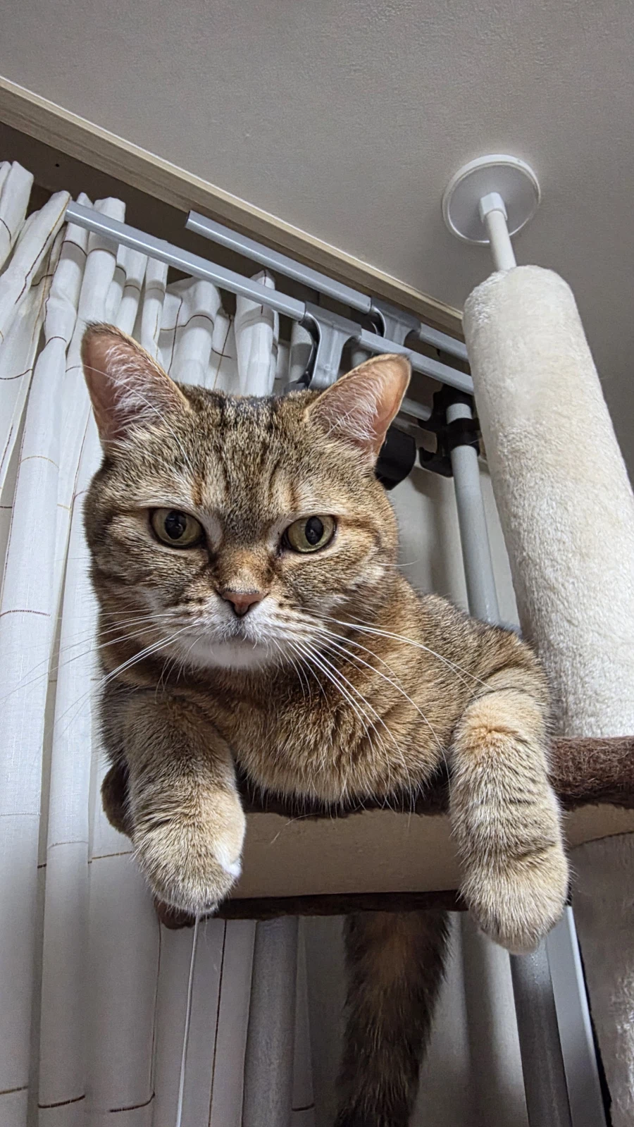 고앵이 자랑_1.webp