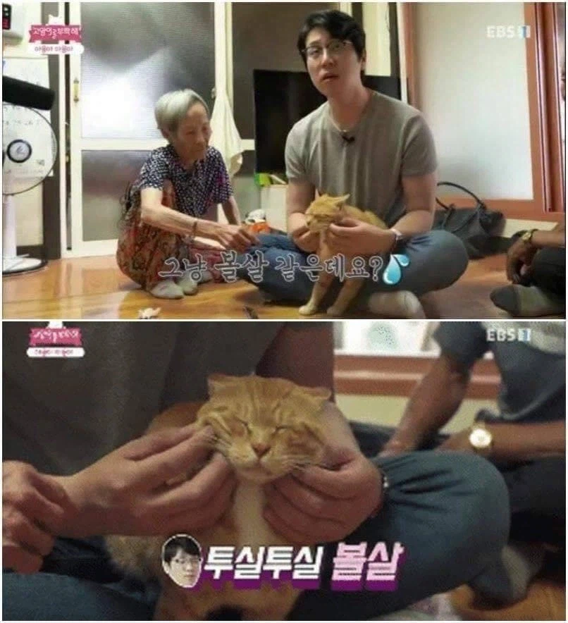 충격 야옹이 목에 생긴 덩어리의 정체_3.webp