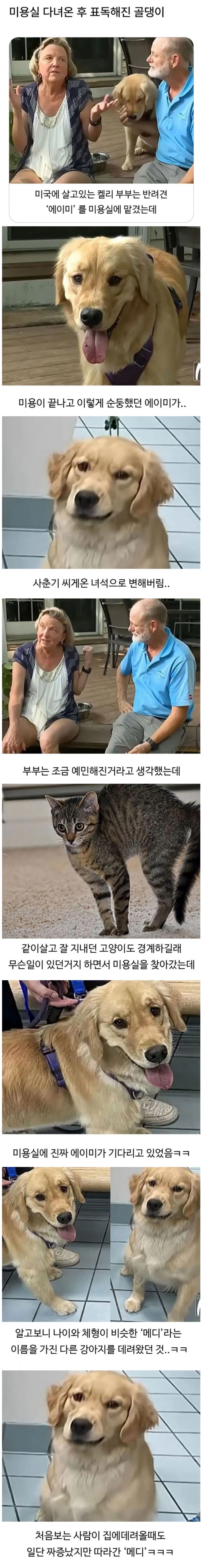 미용실 다녀온 후 표독해진 멍멍이_1.webp
