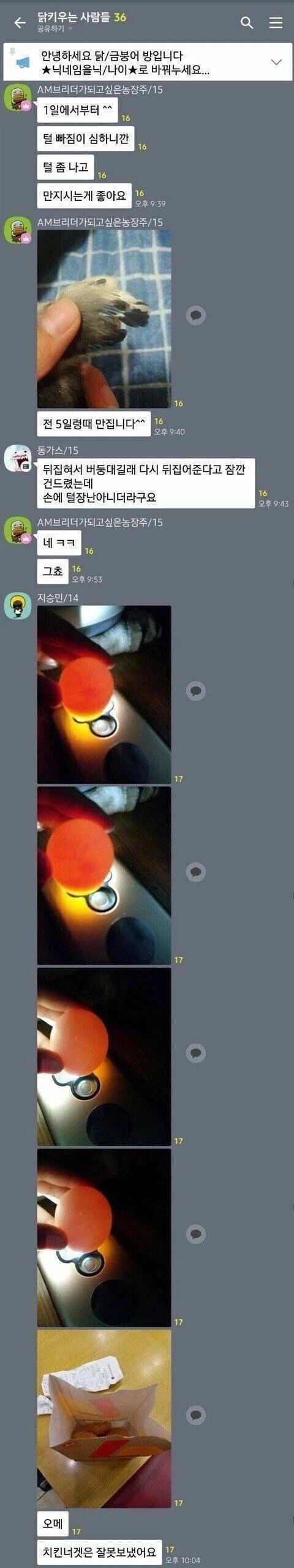 닭 키우지만 못참는 것_1.webp