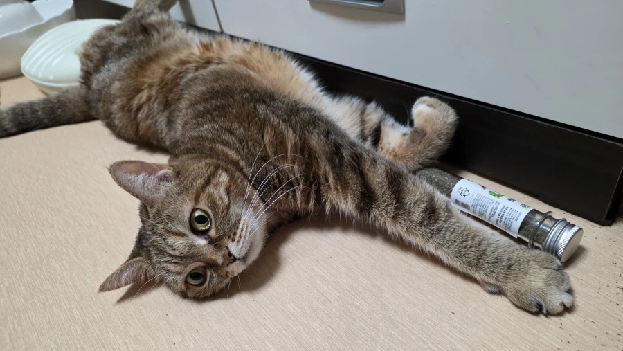 고앵이 자랑2_1.webp