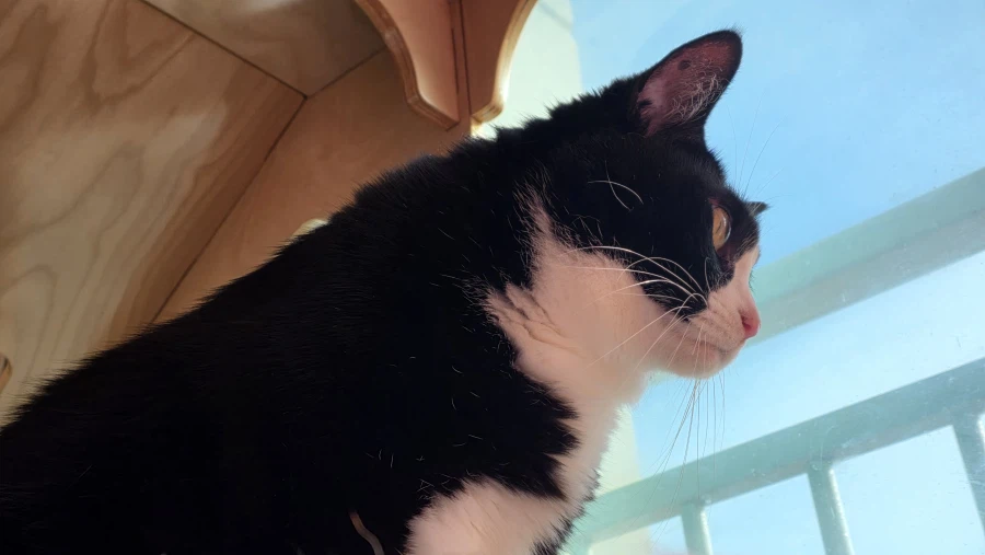 고앵이 자랑2_2.webp