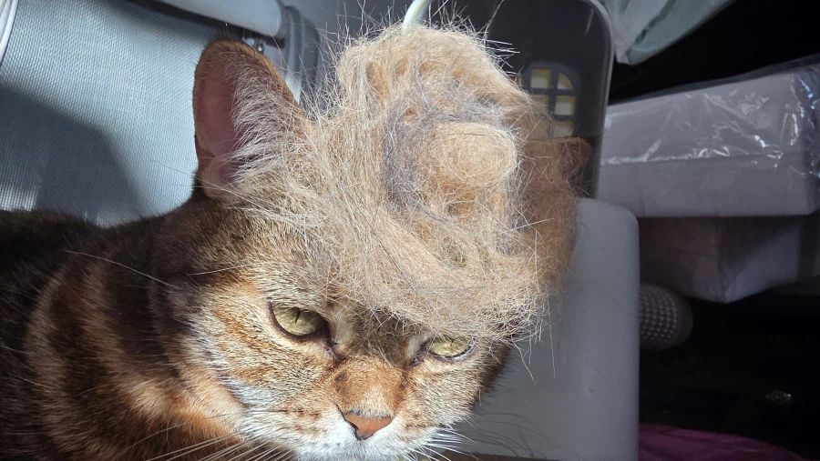 고앵이 자랑2_5.webp