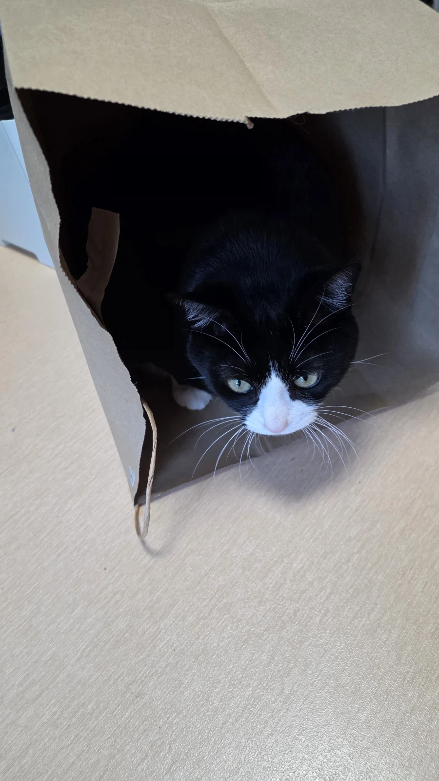 고앵이 자랑2_7.webp