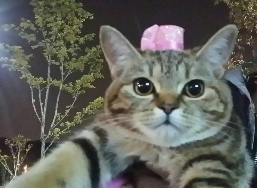 고앵이 자랑2_20.webp