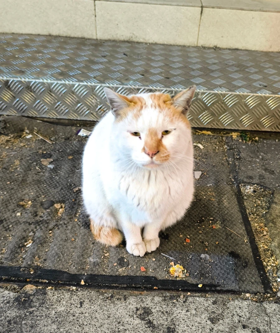 냥이 눈빛이 너무 안쓰러워서??_1.webp