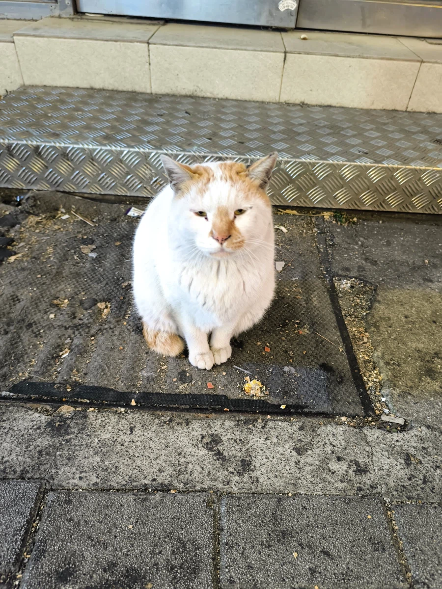 에게리)에게리 Q 포스터가 더블_3.webp