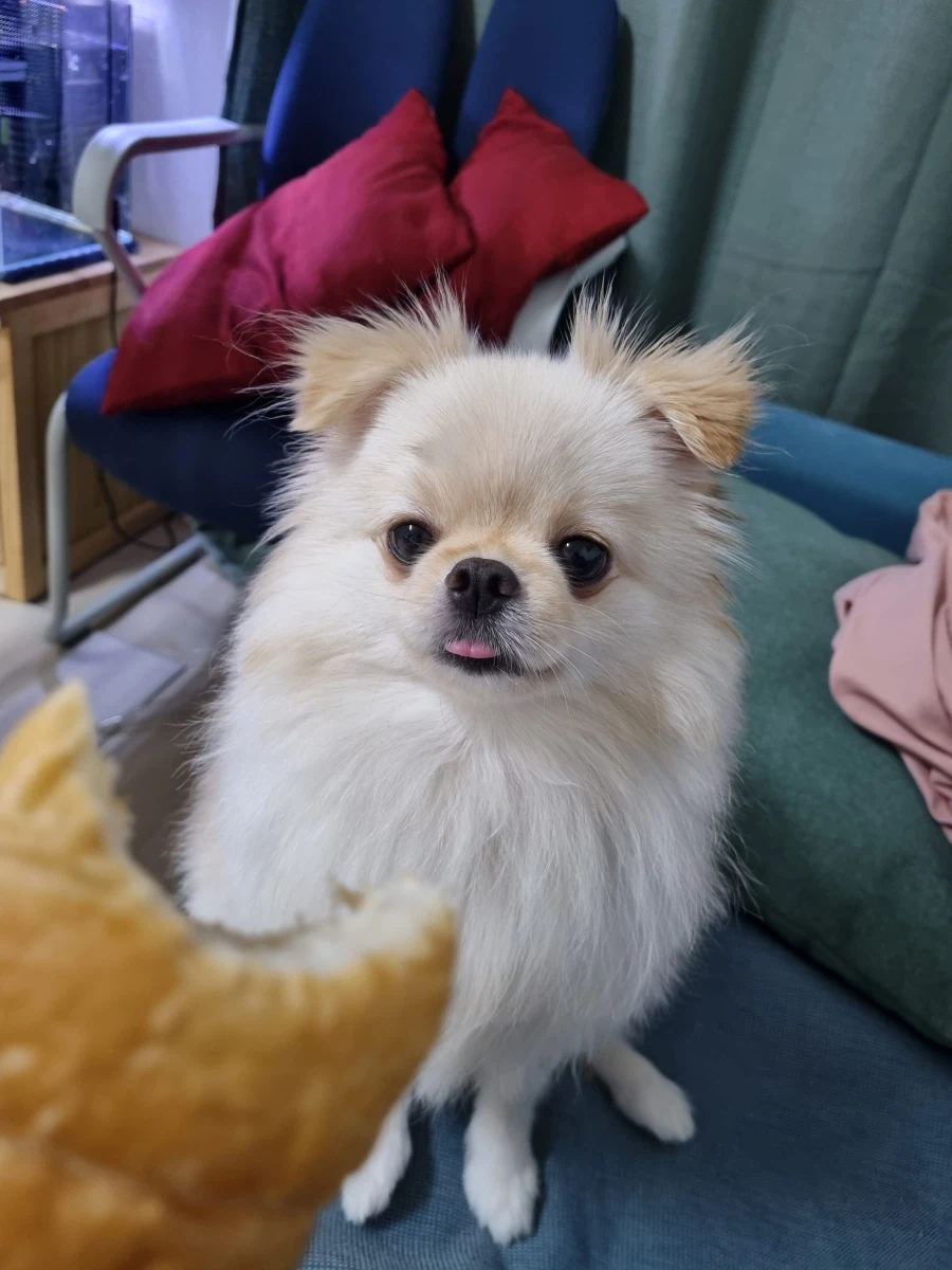 댕댕이)야 껒여 내 빵이야_1.webp