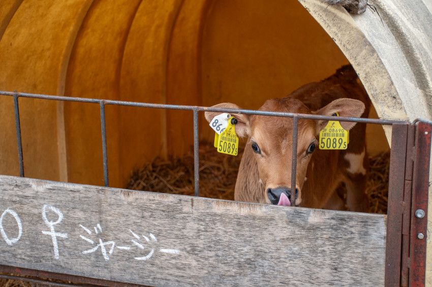 120년이 넘은 목장에서 마시는 우유 한 잔_8.jpg
