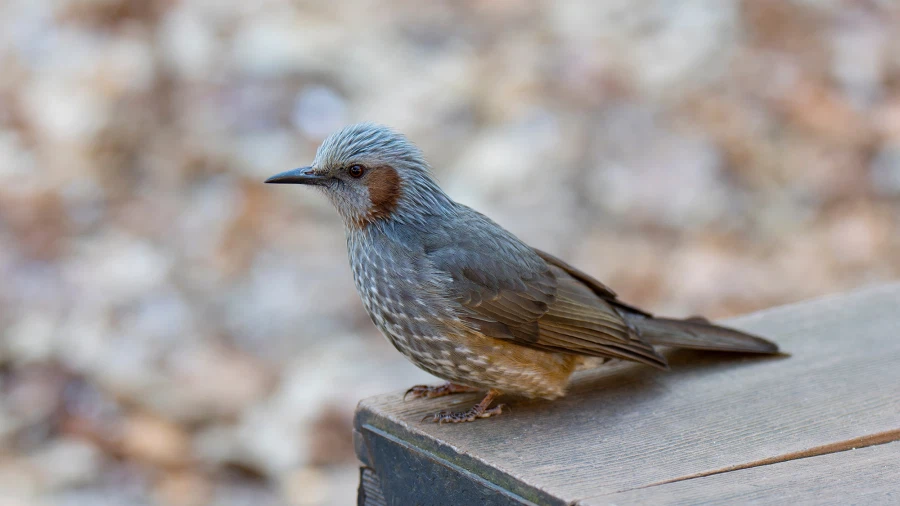 오랜만에 찍은 직박구리(고화질) 입니다._2.webp