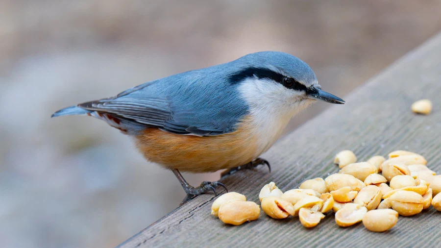 오랜만에 찍은 직박구리(고화질) 입니다._3.webp