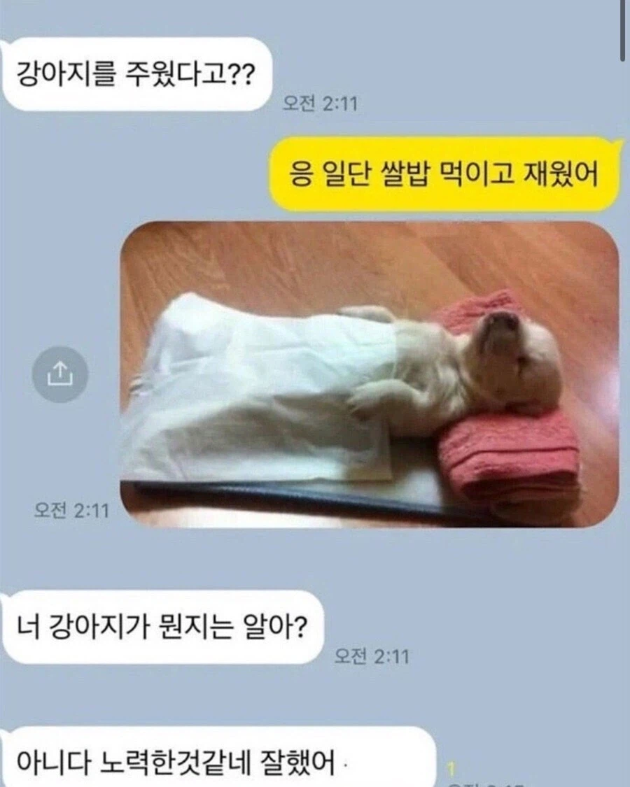 강아지를 주웠다고? 쌀밥먹이고 재웠어_1.webp