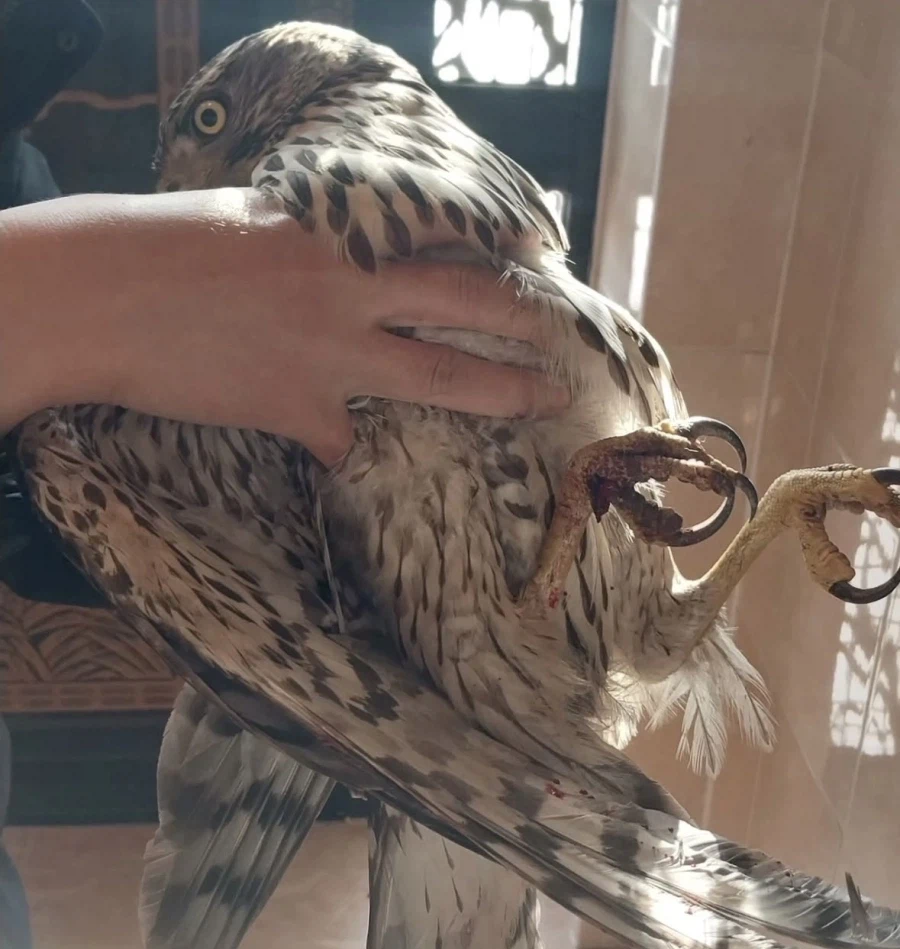 밭에 매가 떨어져있어서 주워옴.jpg_2.webp