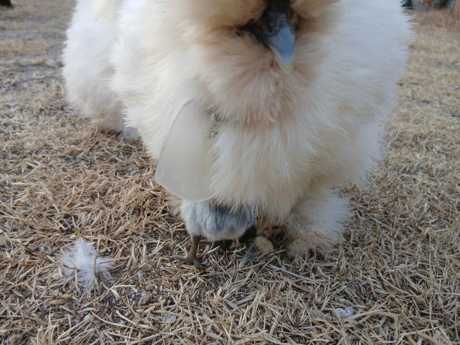 사람들 몰래 삐약거리는 병아리 x2 올리기_3.webp