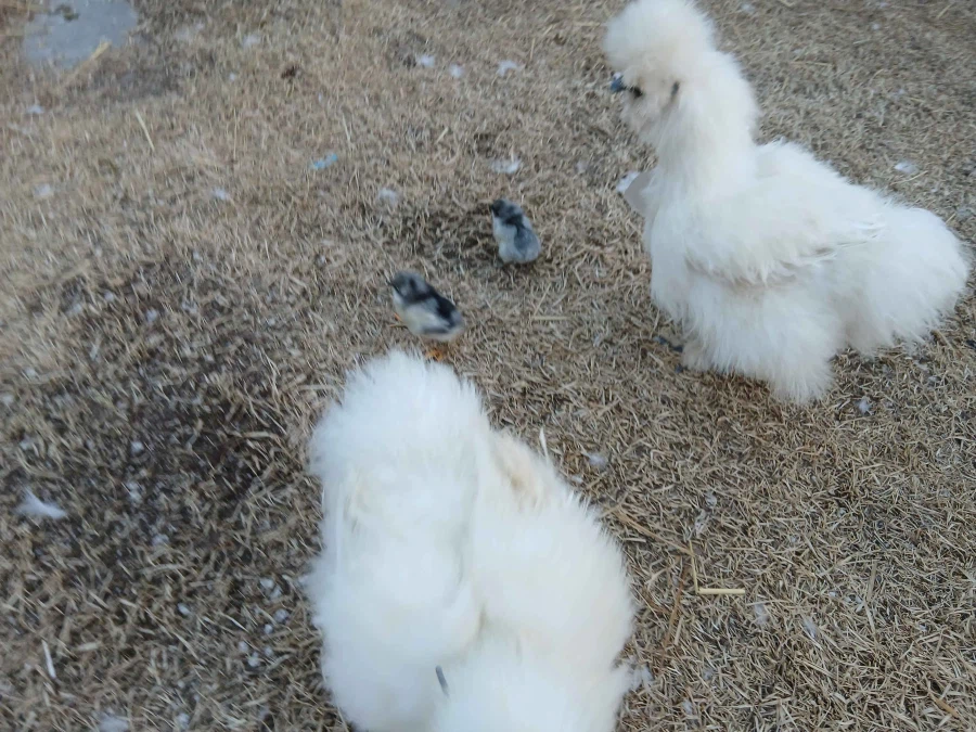 사람들 몰래 삐약거리는 병아리 x2 올리기_2.webp