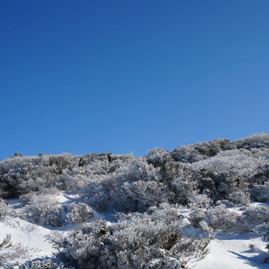 제주 윗세오름의 겨울_3.webp