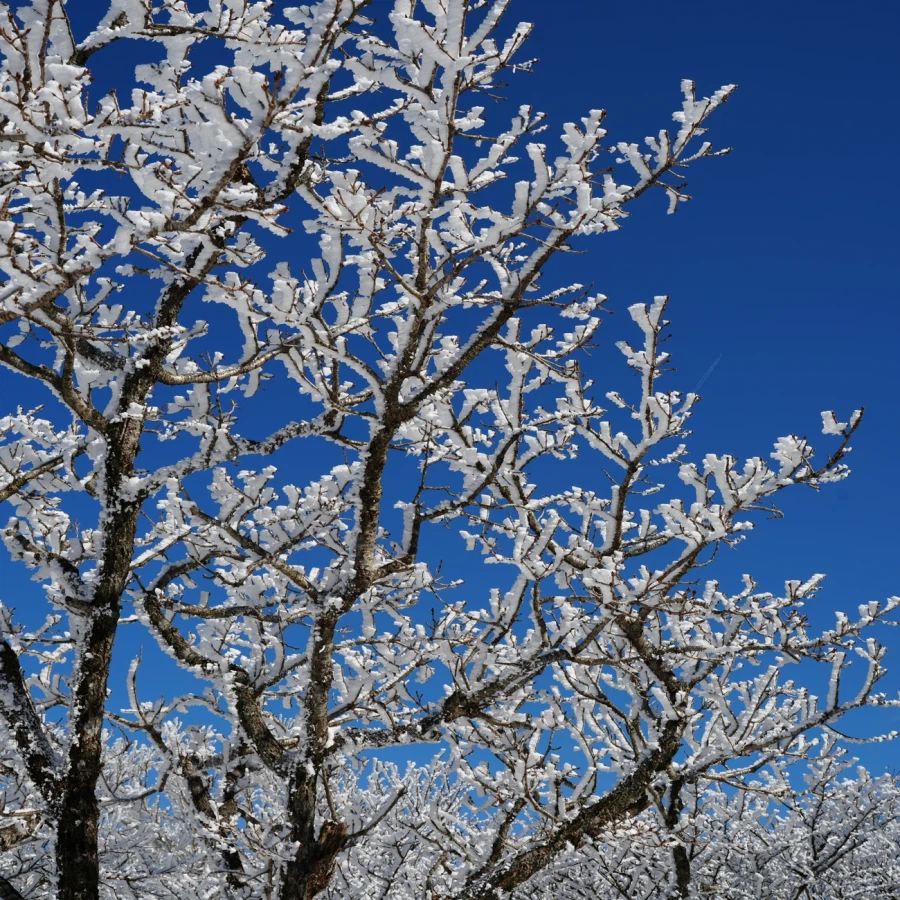 제주 윗세오름의 겨울_6.webp