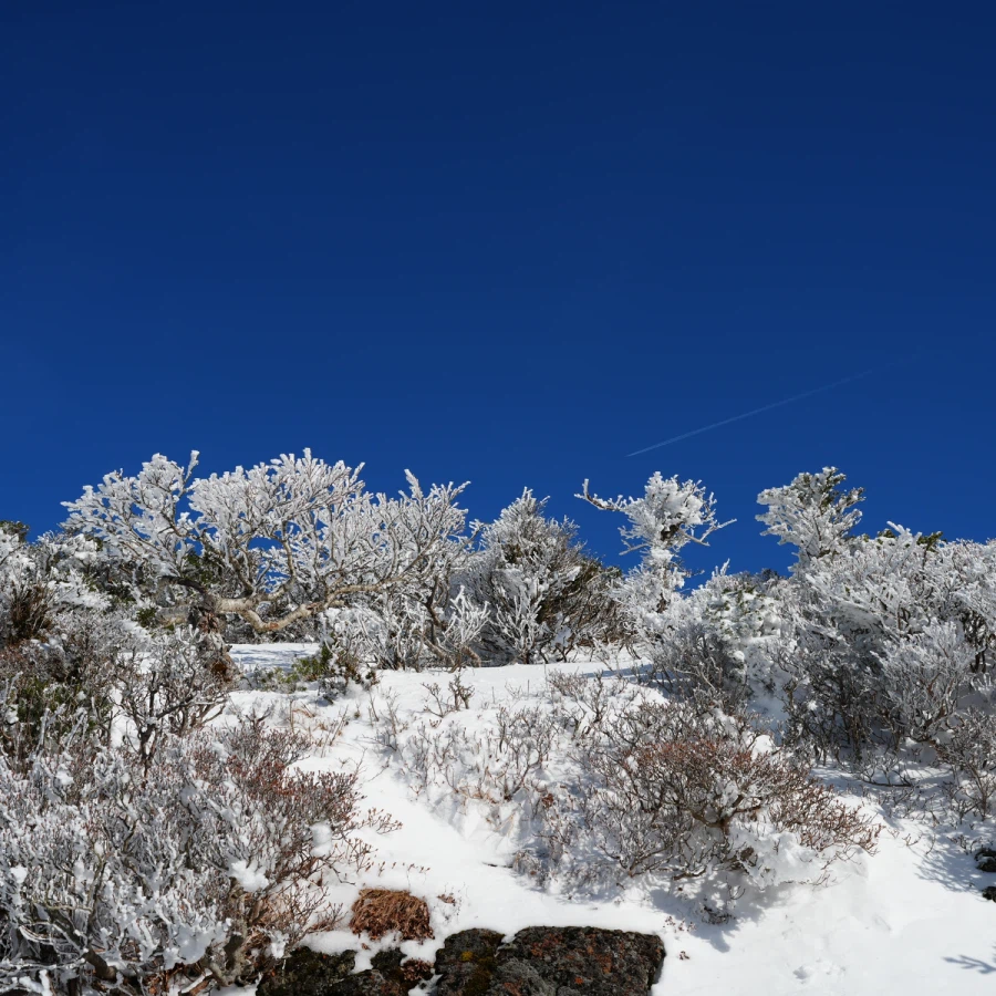 제주 윗세오름의 겨울_7.webp