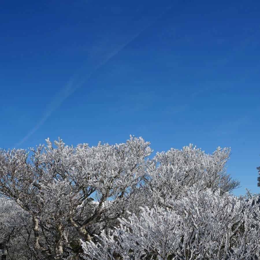 제주 윗세오름의 겨울_8.webp