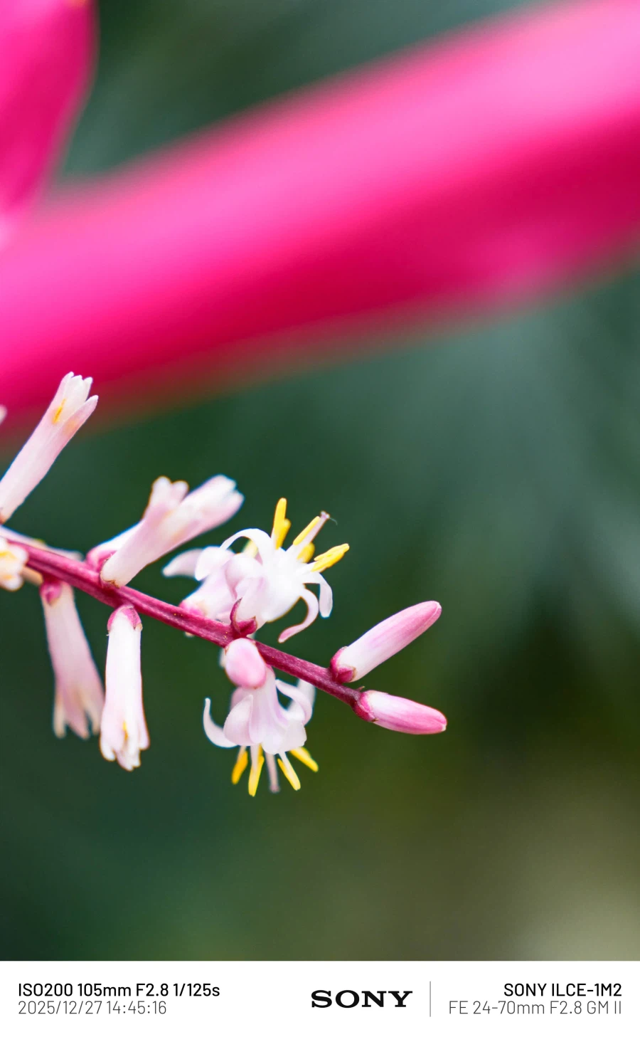 SEL2470GM2 | 표준 줌 렌즈 SEL2470GM2로 담아본 식물 접사_1.webp