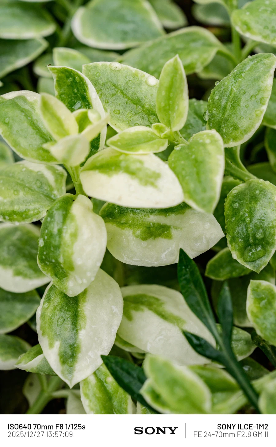 SEL2470GM2 | 표준 줌 렌즈 SEL2470GM2로 담아본 식물 접사_2.webp