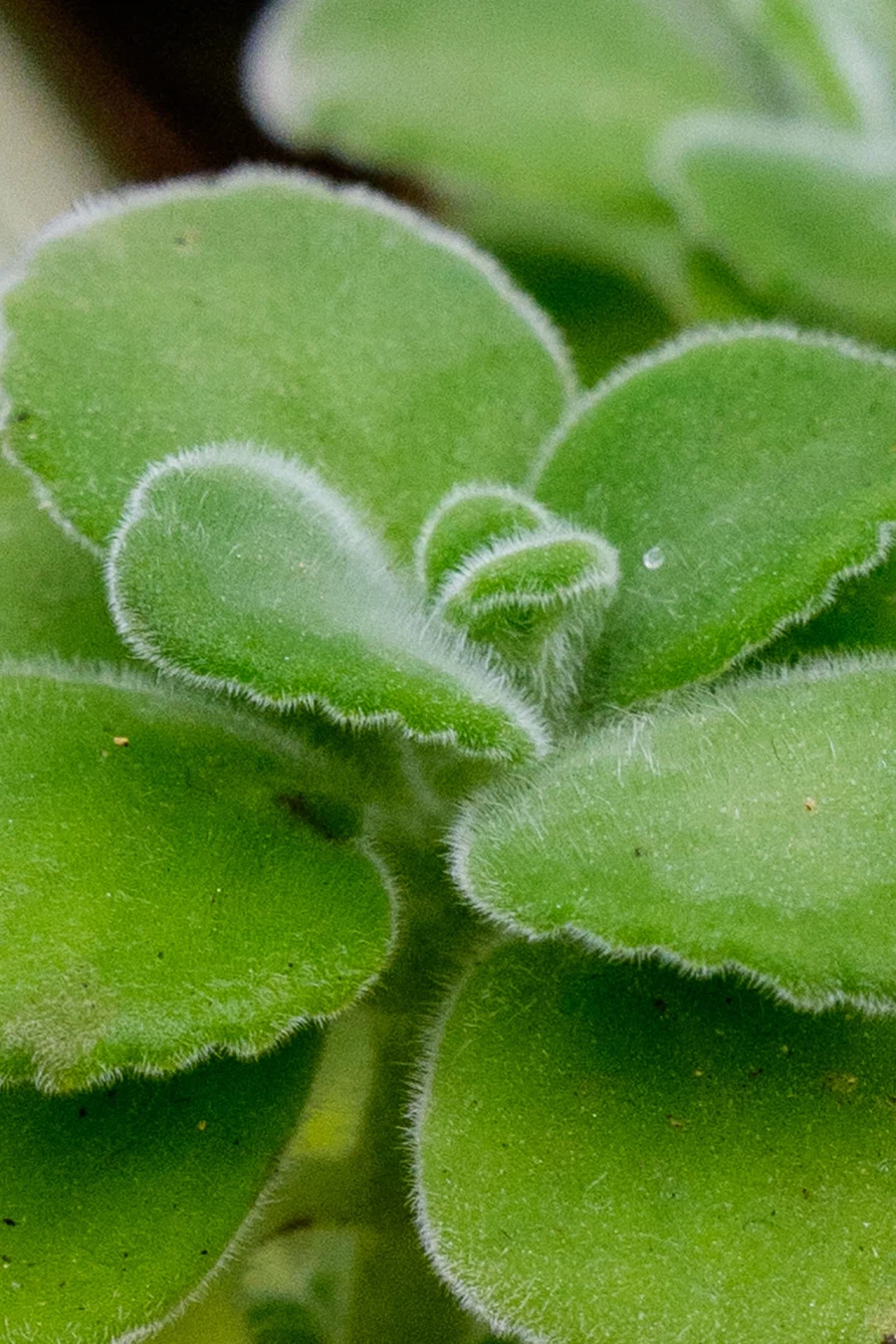 SEL2470GM2 | 표준 줌 렌즈 SEL2470GM2로 담아본 식물 접사_5.webp