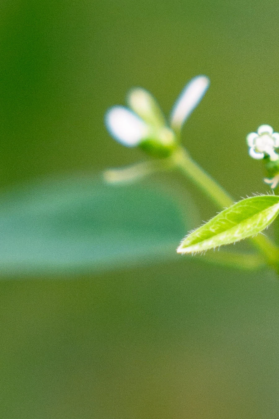 SEL2470GM2 | 표준 줌 렌즈 SEL2470GM2로 담아본 식물 접사_7.webp