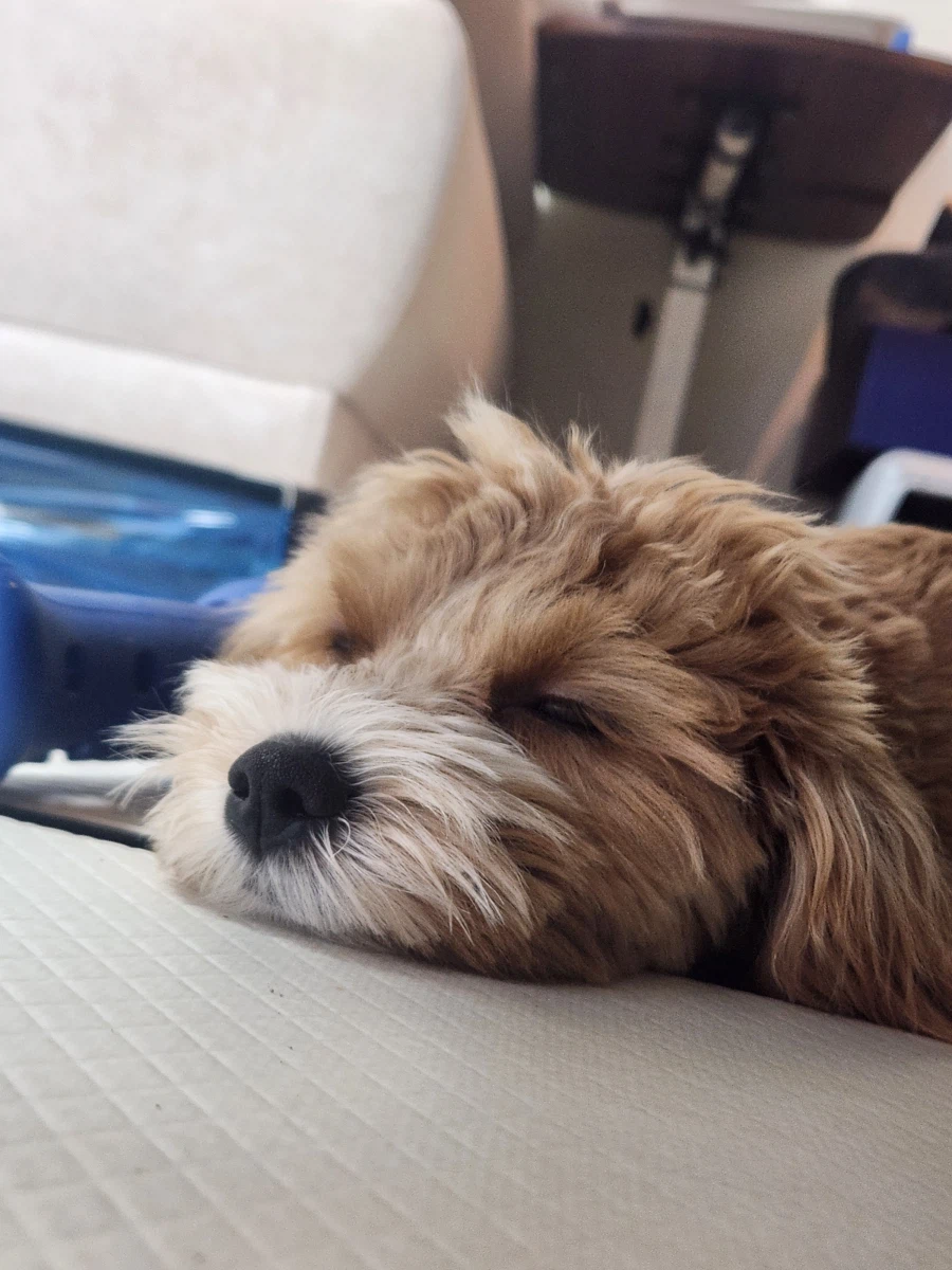 간만에 본가 가서 만나고 온_9.webp