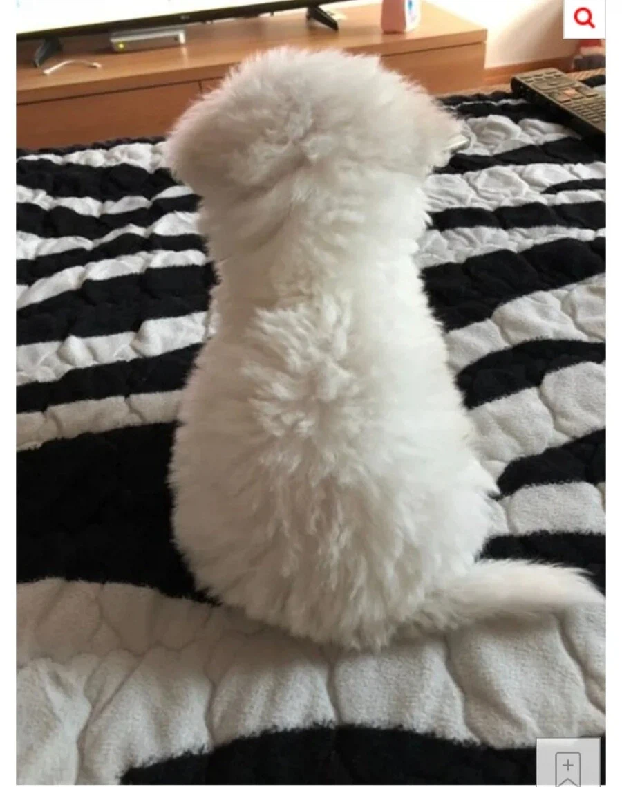 회사에 출퇴근하는 1인가구는 개 키우지 마라._2.webp