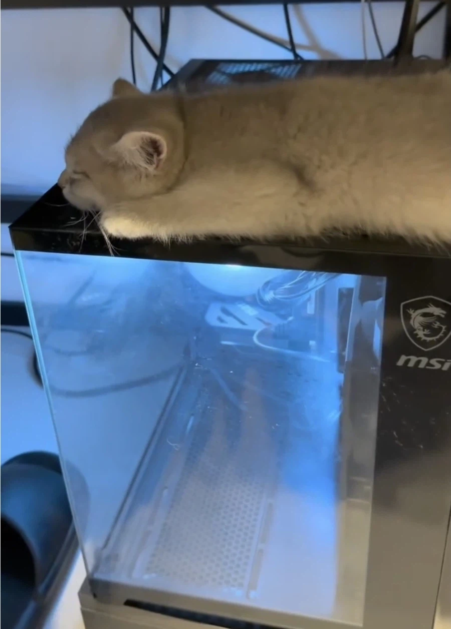 귀여운데 사람들이 탄식하는 고냥이 사진 ㅋㅋㅋㅋㅋ_2.webp