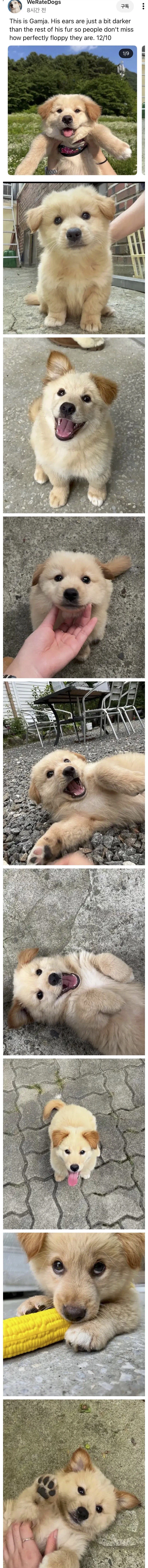 외국에 소개된 한국산 감자품종.jpg_1.webp