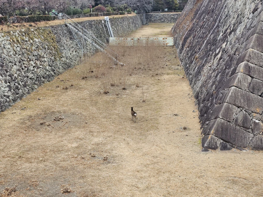 40대 아재 혼자 나고야 4박 5일 먹부림 (스압)_16.webp