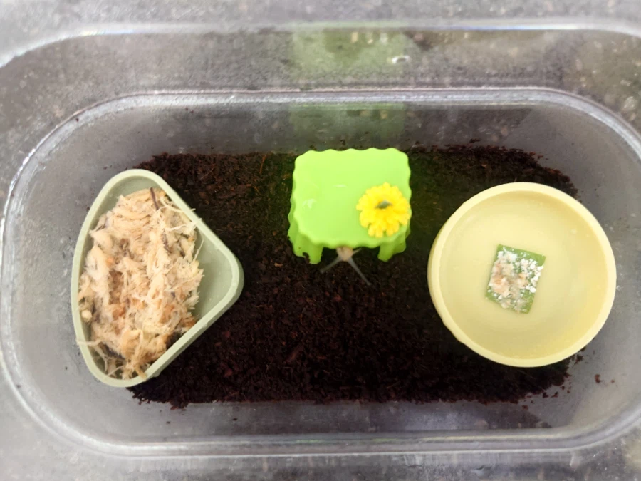 생후 5개월 된 달팽이_4.webp