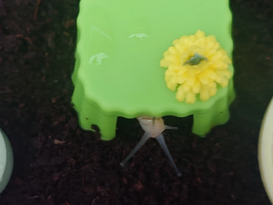 생후 5개월 된 달팽이_5.webp