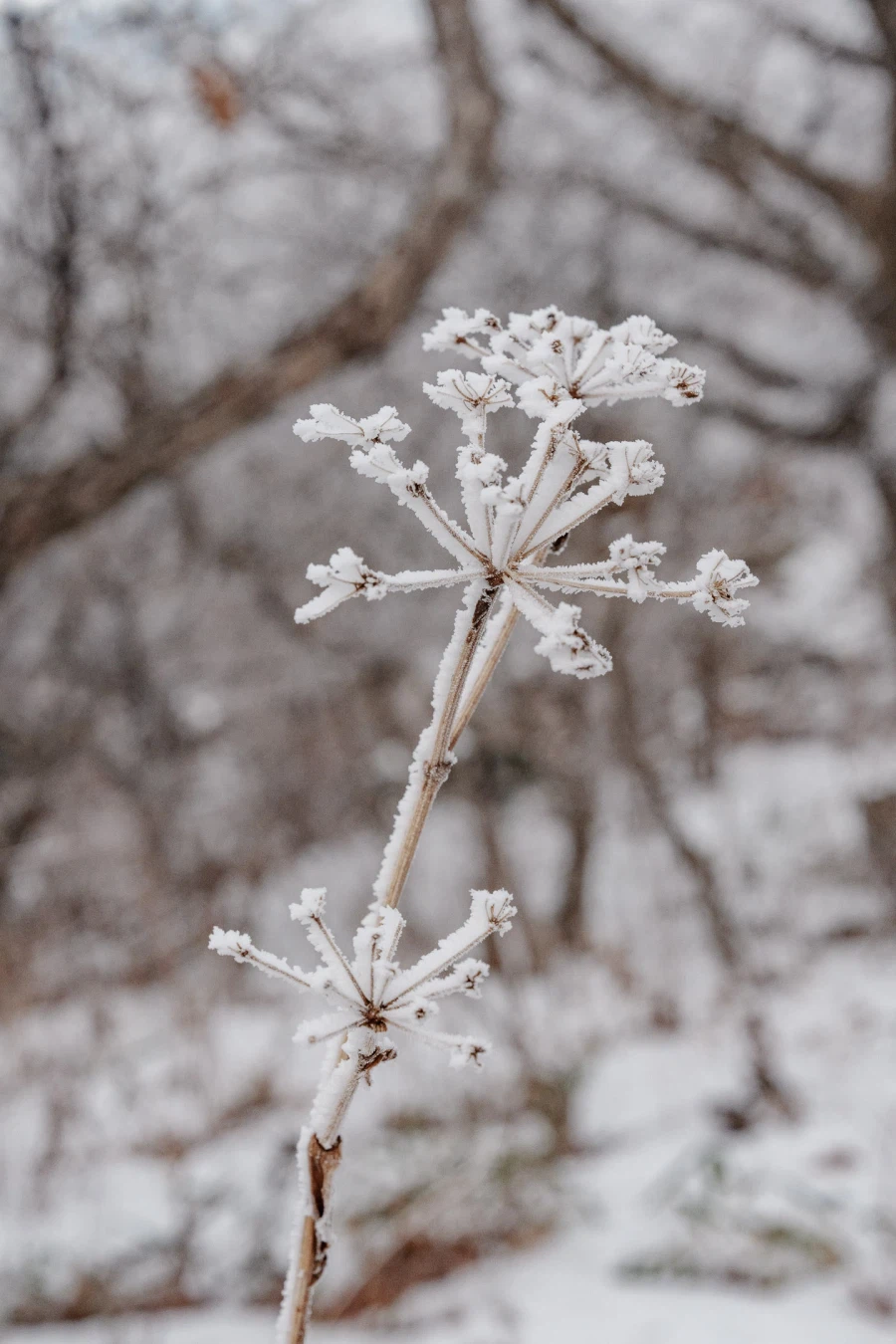 SEL2470GM2 | 겨울 왕국으로 떠나는 가장 완벽한 준비_7.webp