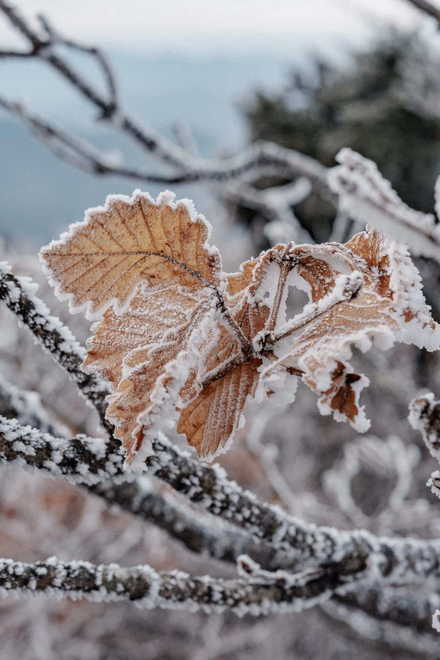 SEL2470GM2 | 겨울 왕국으로 떠나는 가장 완벽한 준비_8.webp