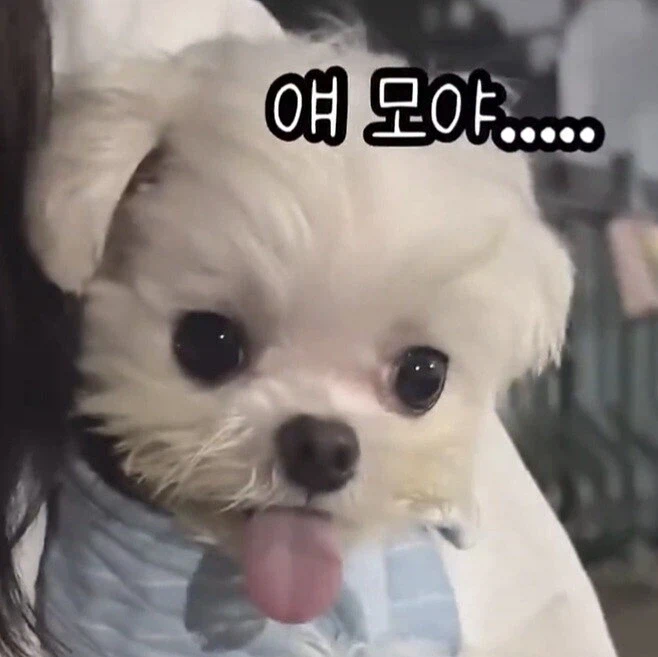 강아지는 강아지로 제압해야돼… 어허! 나도 물어~!.mp4_1.webp