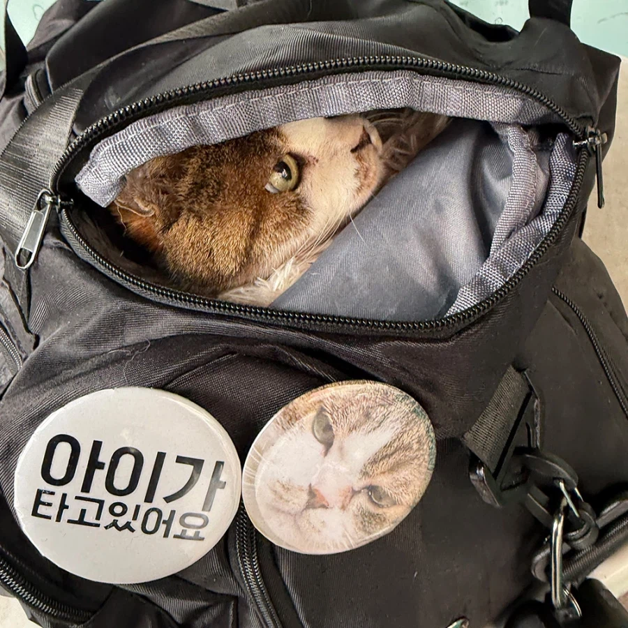 [2.4일 경과보고]제 첫 고양이 16살 아이가 아픕니다.._9.webp