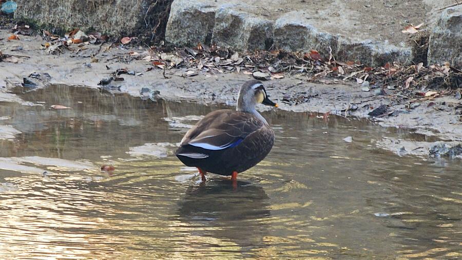 집밥 먹는게 귀찮아서 동네 초밥 뷔페 갔다왔네요.._2.jpg