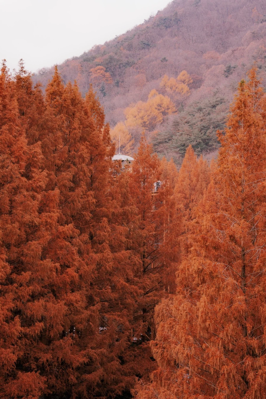 SEL2470GM2 | 붉게 물든 숲을 기억하는 방법_3.webp