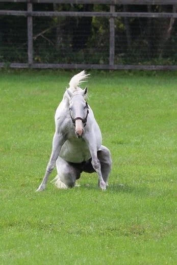 경마는 결코 스포츠가 될 수 없을까?_11.webp