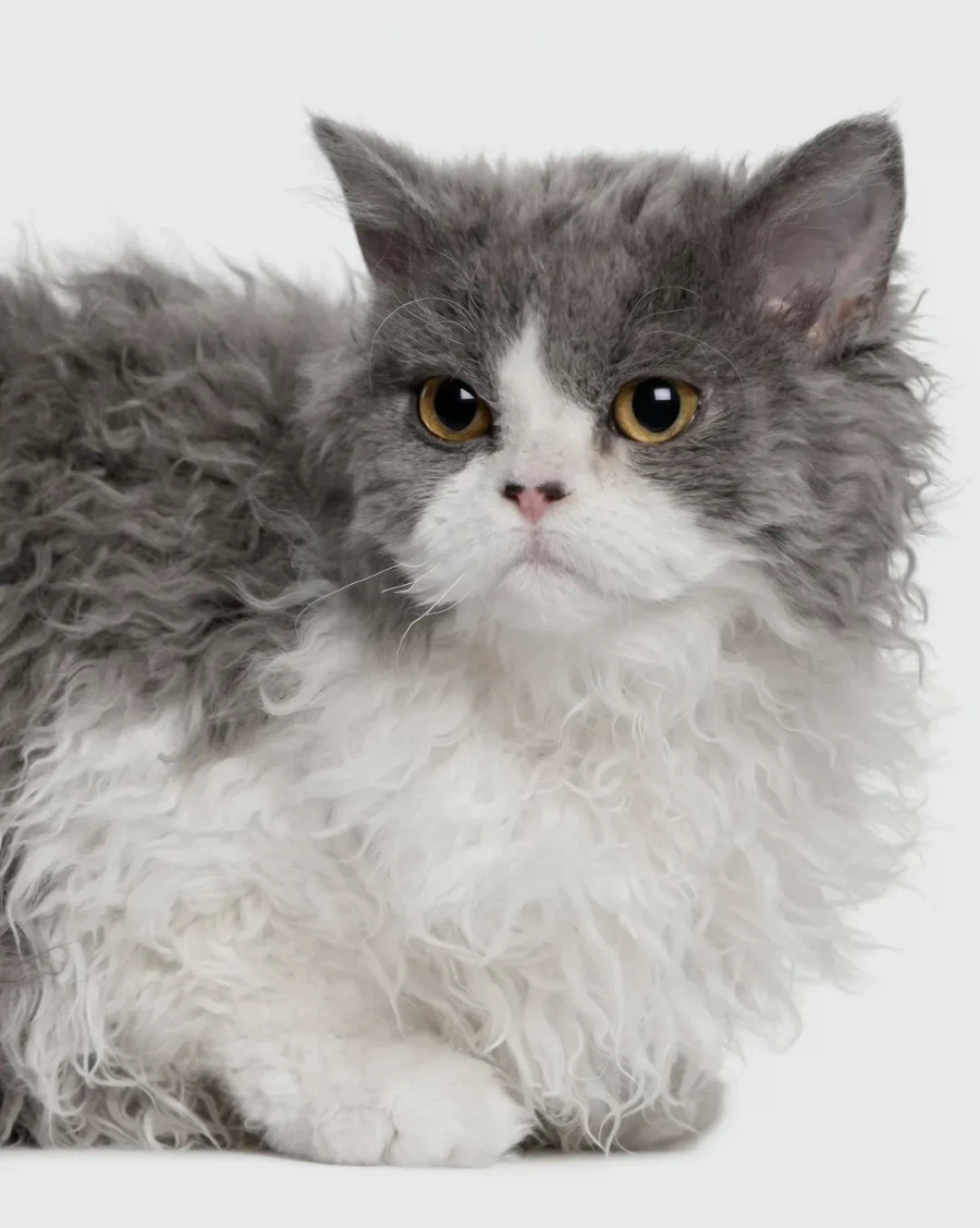 태어날 때부터 곱슬인 고양이..._4.webp