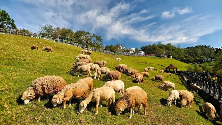 [요모] 타이중 대가족 여행 비용 얼마? 1인 82만 원으로 전용차량까지!_5.webp
