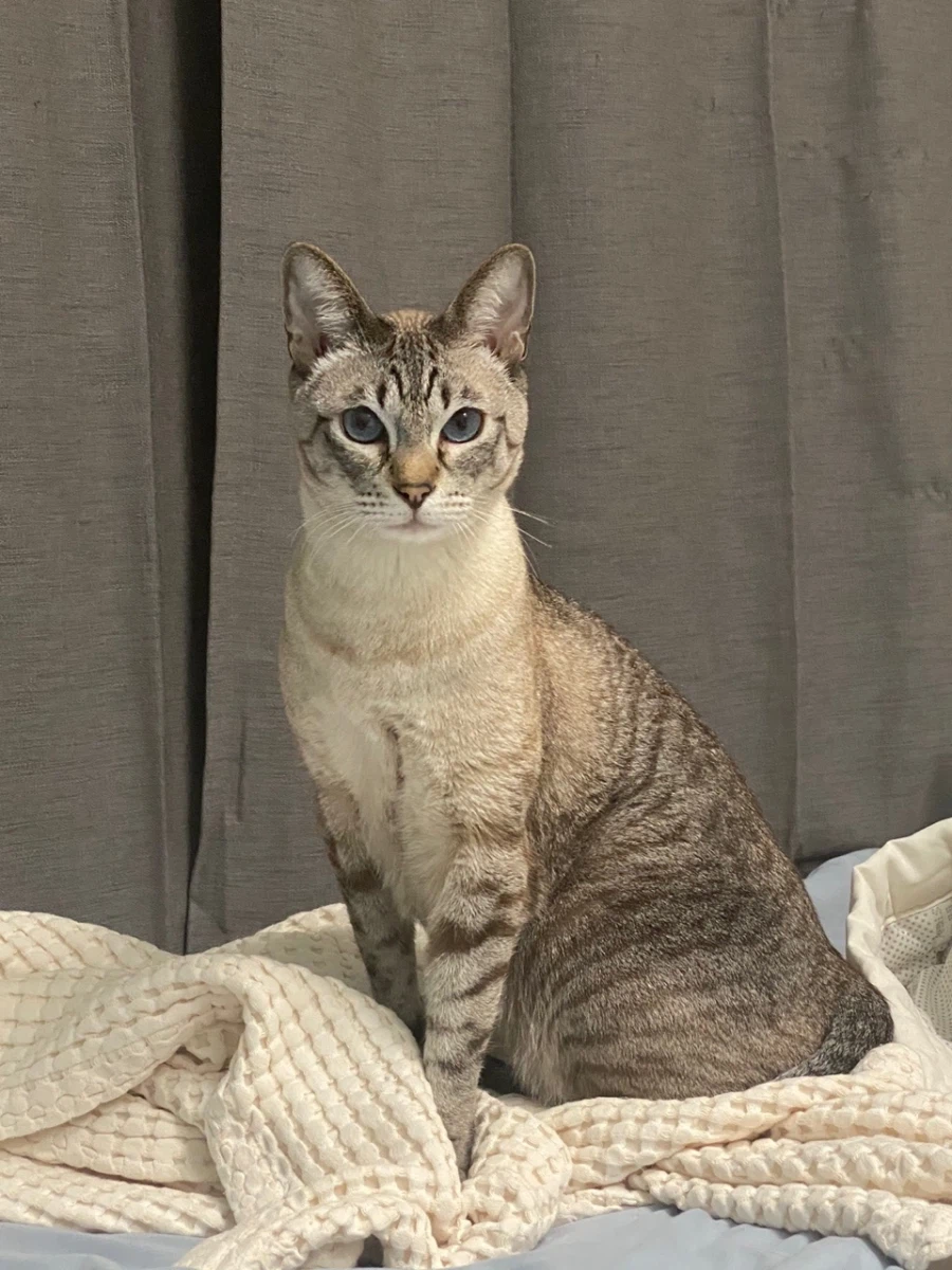 고양이 사료 질문좀 드리겠습니다. 고양이가 사료를 잘 안먹어서요_3.webp