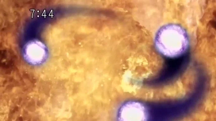 [수권전대 게키레인저] 니 스승? 이거 말이냐?_36.webp