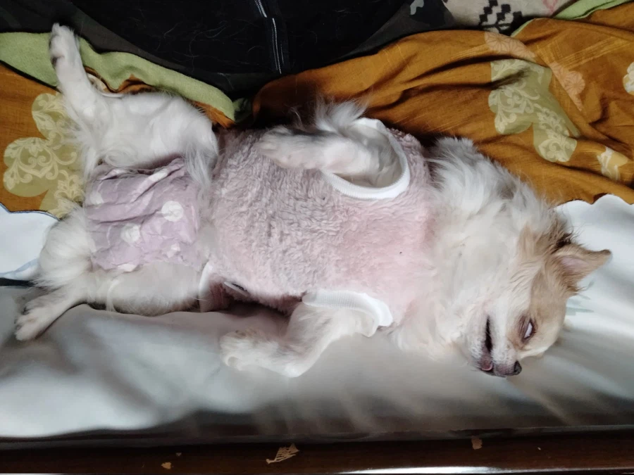 잠든 치와와의 특징_1.webp