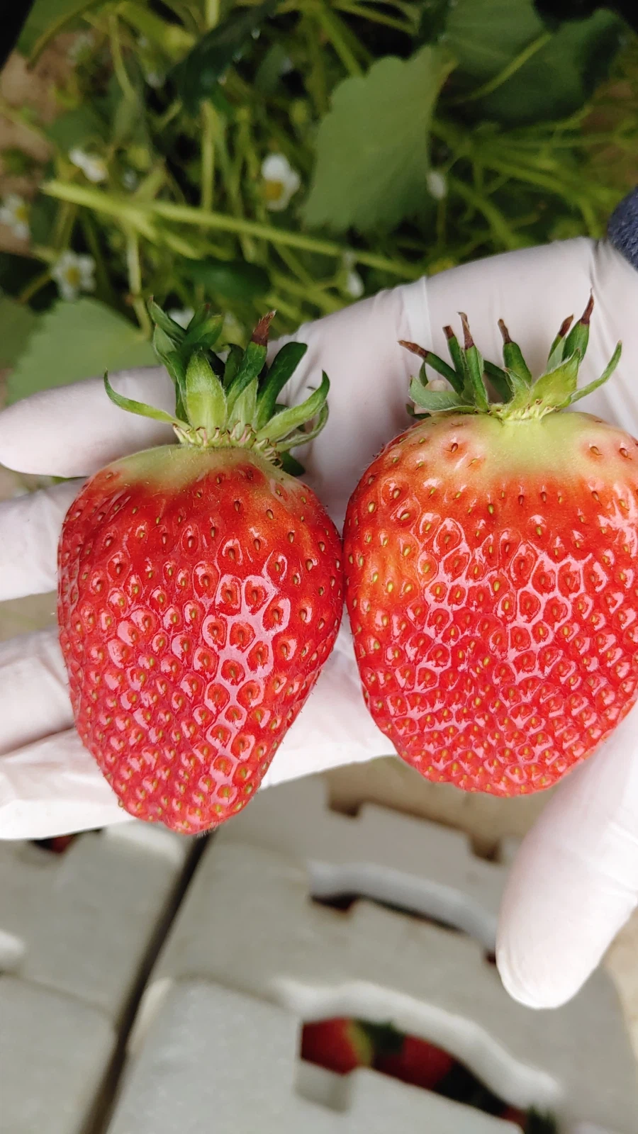 주말에 일하는 흐구옴_1.webp